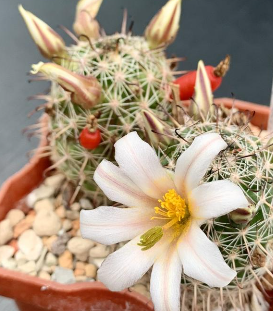 Mammillaria louisae 10 Pieces Seeds