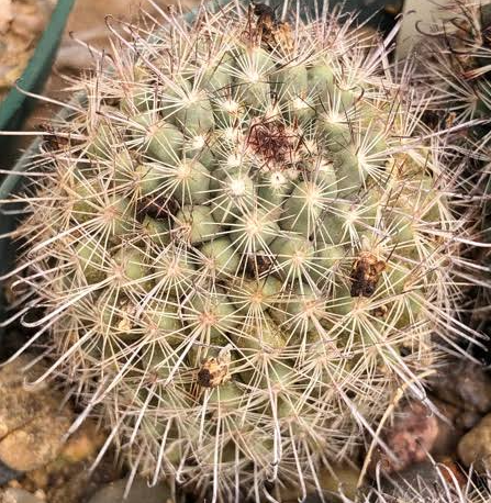 Mammillaria louisae 10 Pieces Seeds