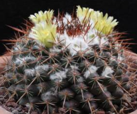 Mammillaria maycobensis 10 Pieces Seeds