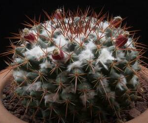 Mammillaria maycobensis 10 Pieces Seeds