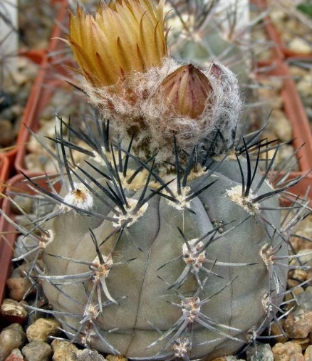 Pyrrhocactus villicumensis 10 Pieces Seeds