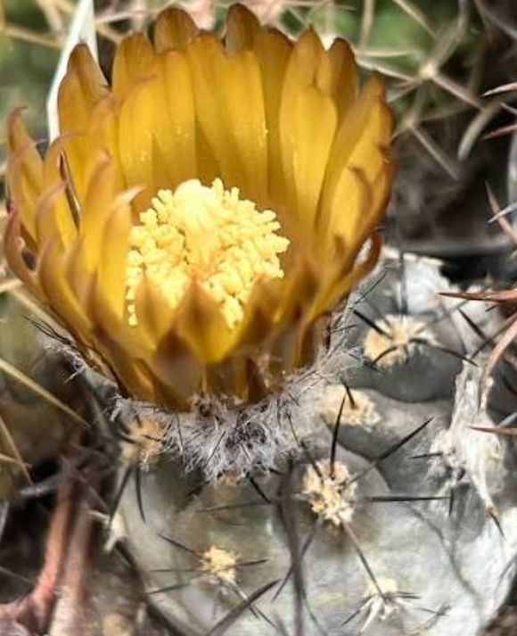 Pyrrhocactus villicumensis 10 Pieces Seeds