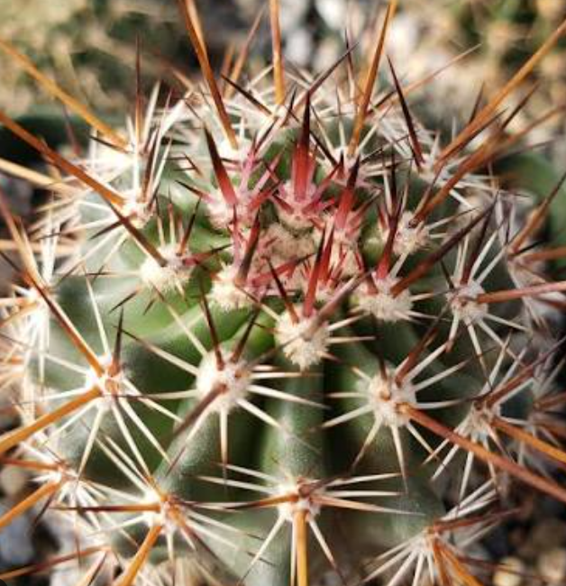 Echinocereus ferreirianus 10 Pieces Seeds