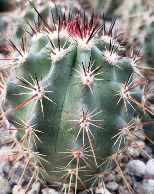 Echinocereus ferreirianus 10 Pieces Seeds