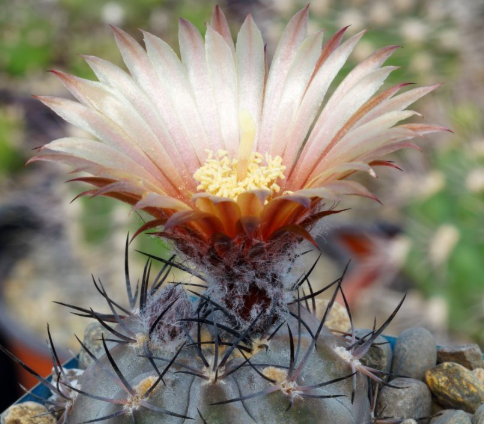 Pyrrhocactus vertongenii 10 Pieces Seeds