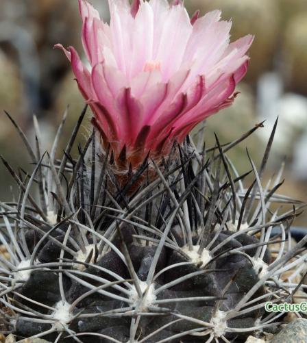 Pyrrhocactus vertongenii 10 Pieces Seeds