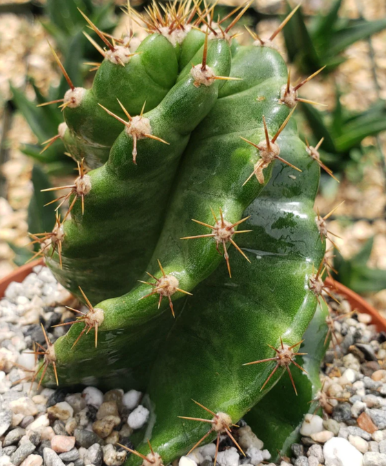 Cereus forbesii 'spiralis' 10 Pieces Seeds