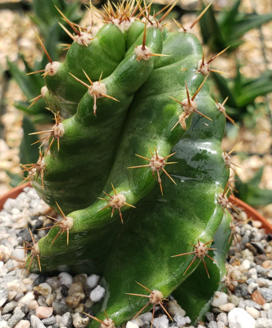 Cereus forbesii 'spiralis' 10 Pieces Seeds