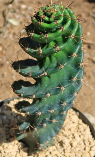 Cereus forbesii 'spiralis' 10 Pieces Seeds