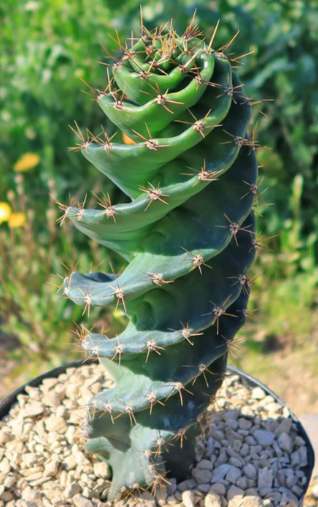 Cereus forbesii 'spiralis' 10 Pieces Seeds