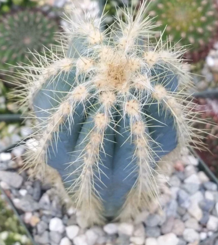 Pilosocereus pachycladus 10 Pieces Seeds