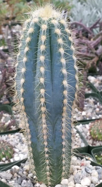 Pilosocereus pachycladus 10 Pieces Seeds
