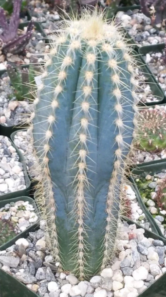 Pilosocereus pachycladus 10 Pieces Seeds