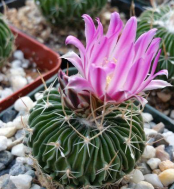 Stenocactus multicostatus 10 Pieces Seeds