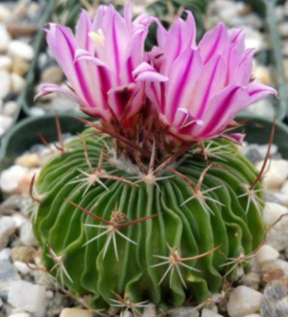 Stenocactus multicostatus 10 Pieces Seeds