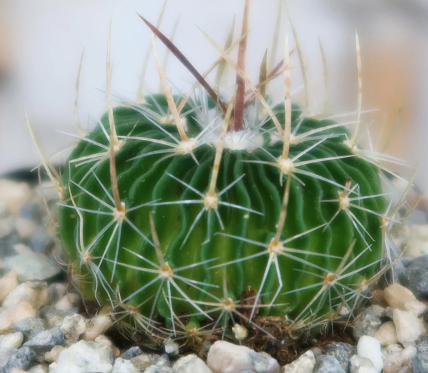 Stenocactus multicostatus 10 Pieces Seeds