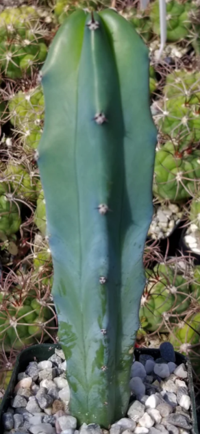 Myrtillocactus geometrizans - Blue Myrtle Cactus - 12 Pieces Seeds