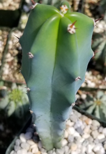 Myrtillocactus geometrizans - Blue Myrtle Cactus - 12 Pieces Seeds