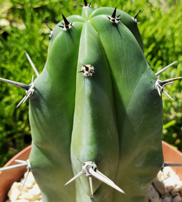 Myrtillocactus geometrizans - Blue Myrtle Cactus - 12 Pieces Seeds