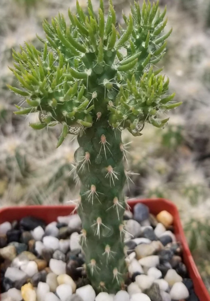 Cylindropuntia imbricata 10 Pieces Seeds