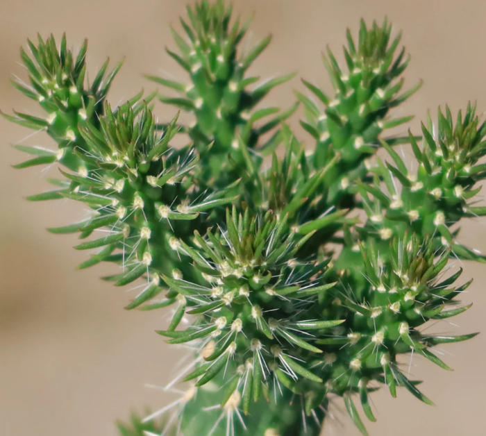 Cylindropuntia imbricata 10 Pieces Seeds