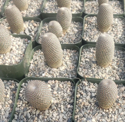 Rebutia heliosa 10 Pieces Seeds