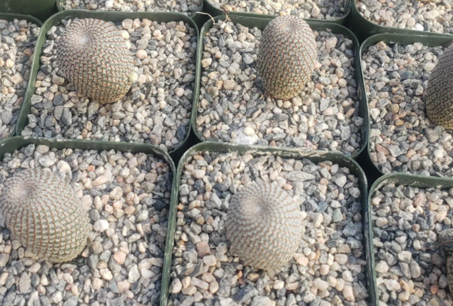 Rebutia heliosa 10 Pieces Seeds