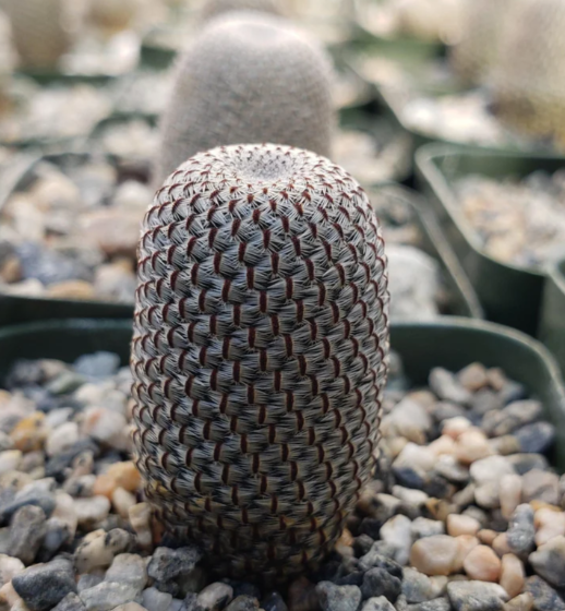 Rebutia heliosa 10 Pieces Seeds