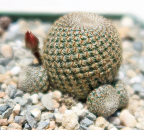 Rebutia heliosa 10 Pieces Seeds