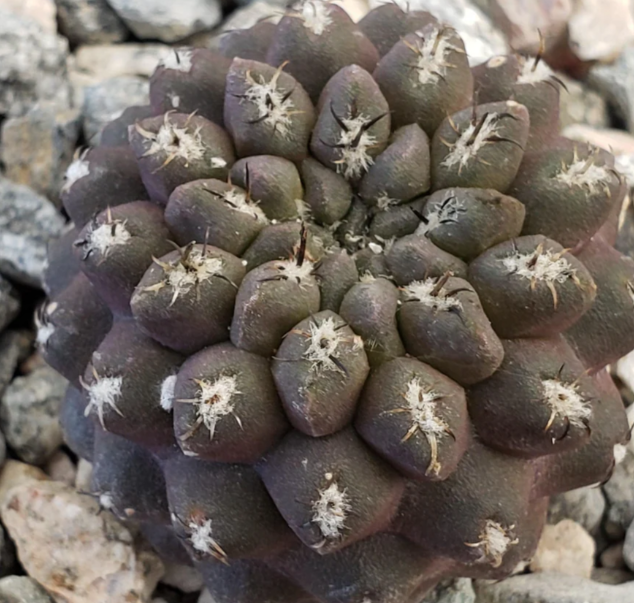 Neochilenia heinrichiana setosiflora 10 Pieces Seeds
