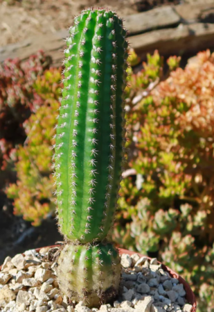 Trichocereus brevispinulosus 10 Pieces Seeds