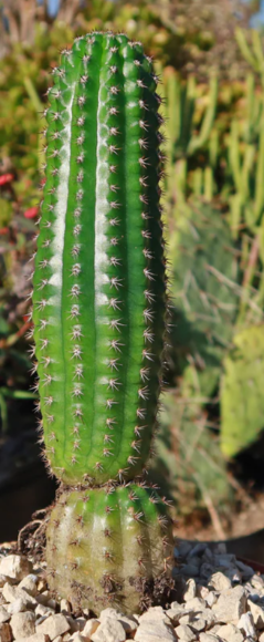 Trichocereus brevispinulosus 10 Pieces Seeds