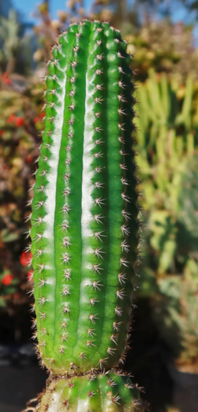 Trichocereus brevispinulosus 10 Pieces Seeds