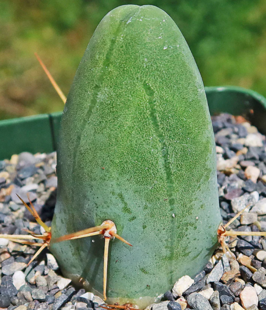 Trichocereus bridgesii monstrose 10 Pieces Seeds
