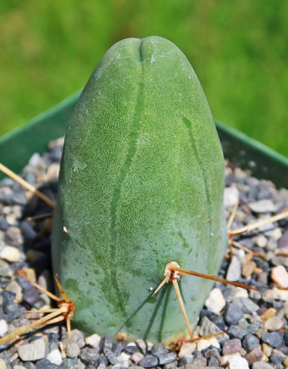 Trichocereus bridgesii monstrose 10 Pieces Seeds