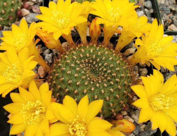 Rebutia marsoneri 10 Pieces Seeds