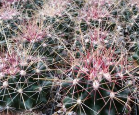 Ferocactus hamatacanthus 10 Pieces Seeds