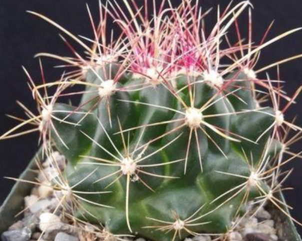 Ferocactus hamatacanthus 10 Pieces Seeds