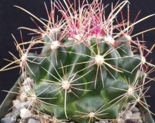 Ferocactus hamatacanthus 10 Pieces Seeds