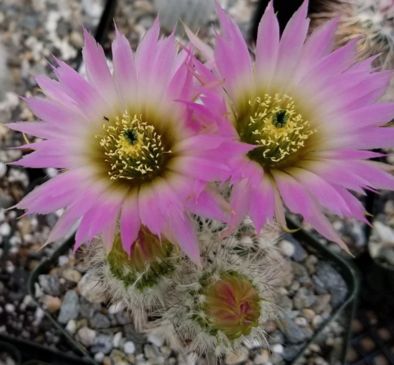 Echinocereus reichenbachii albispinus 10 Pieces Seeds