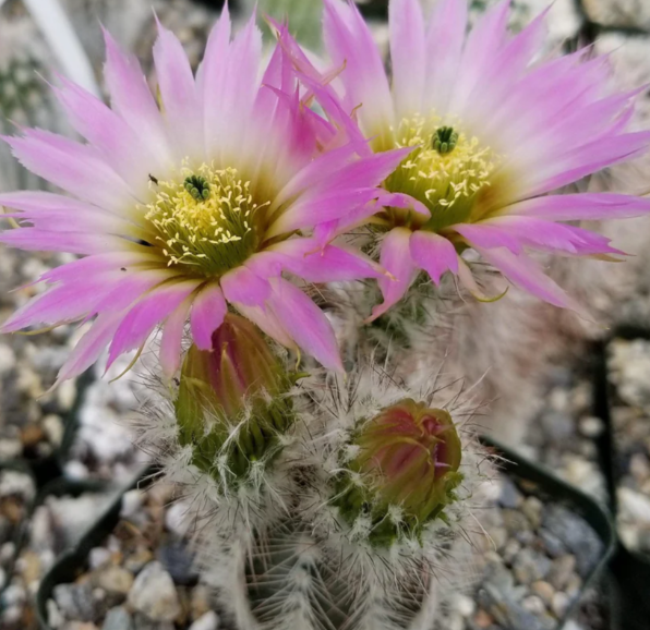 Echinocereus reichenbachii albispinus 10 Pieces Seeds