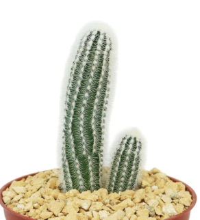 Echinocereus reichenbachii albispinus 10 Pieces Seeds
