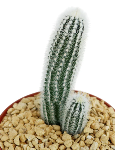 Echinocereus reichenbachii albispinus 10 Pieces Seeds