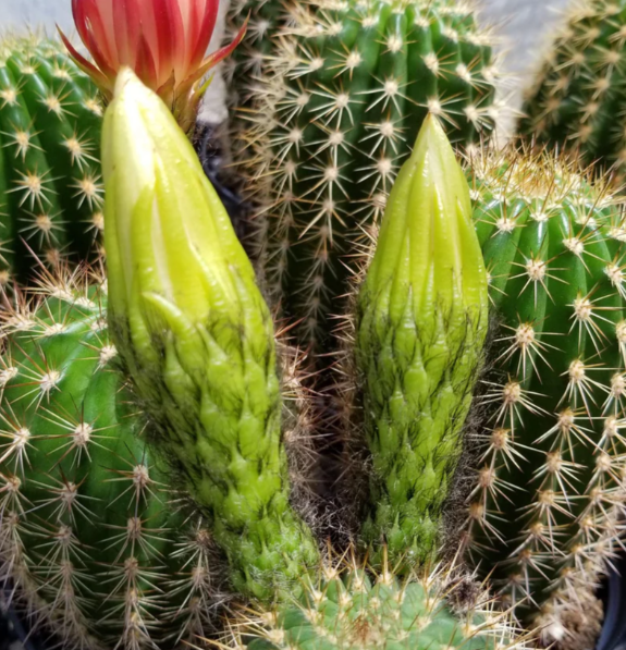 Trichocereus grandiflorus 10 Pieces Seeds