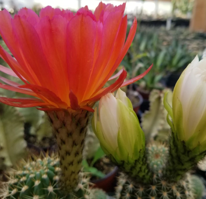 Trichocereus grandiflorus 10 Pieces Seeds