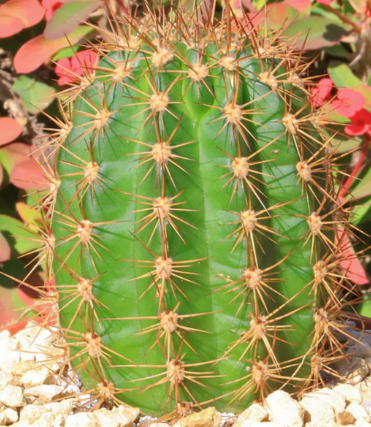 Trichocereus grandiflorus 10 Pieces Seeds
