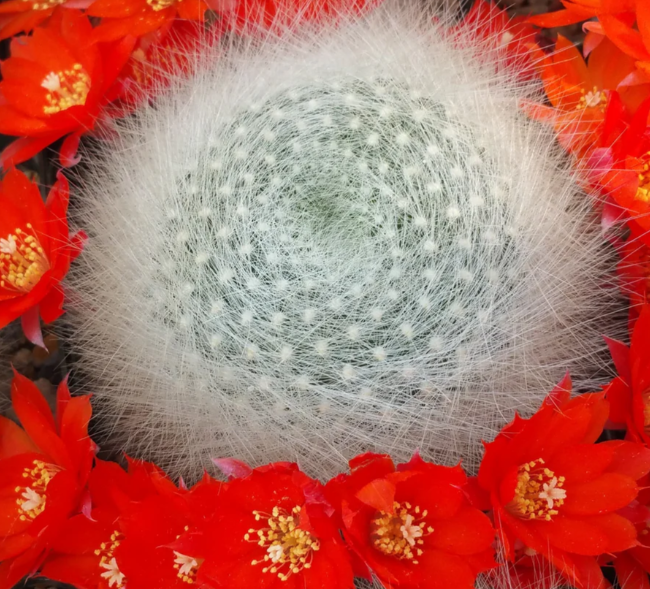 Rebutia albipilosa 10 Pieces Seeds
