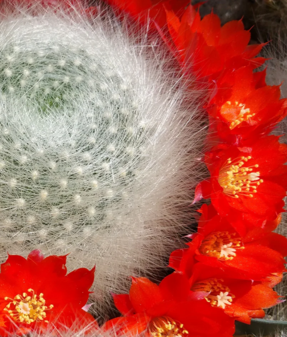 Rebutia albipilosa 10 Pieces Seeds