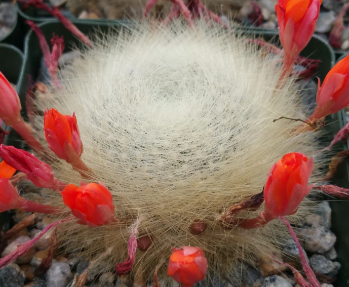 Rebutia albipilosa 10 Pieces Seeds