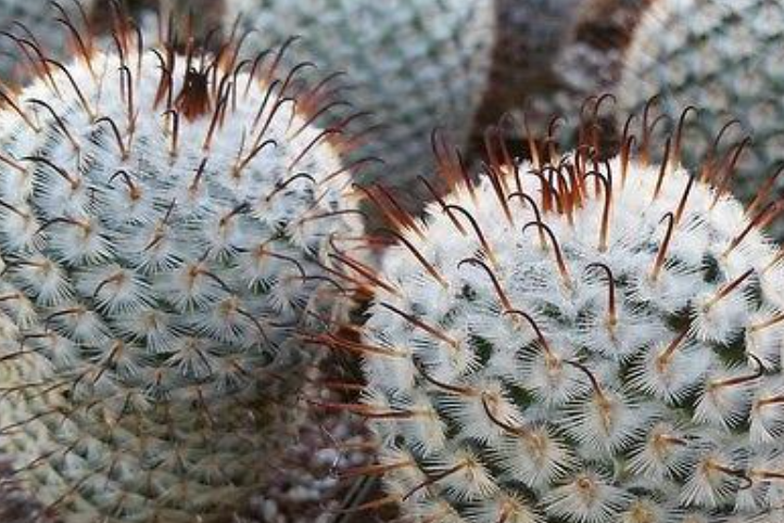Mammillaria perez de la rosae 10 Pieces Seeds